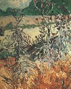 Vincent Van Gogh Thistles (nn04) USA oil painting artist